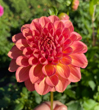 Load image into Gallery viewer, Larks Ebbe