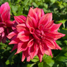 Load image into Gallery viewer, Loverboy