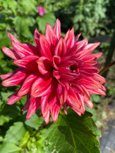 Load image into Gallery viewer, Loverboy