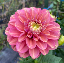 Load image into Gallery viewer, Milena Fleur