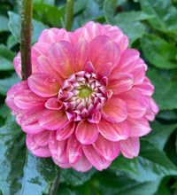 Load image into Gallery viewer, Milena Fleur