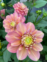 Load image into Gallery viewer, Milena Fleur