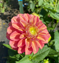 Load image into Gallery viewer, Milena Fleur