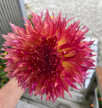 Load image into Gallery viewer, Myrtle's Folly