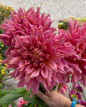 Load image into Gallery viewer, Omega