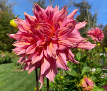 Load image into Gallery viewer, Omega