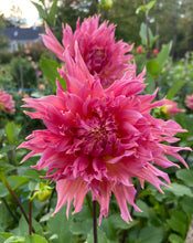 Load image into Gallery viewer, Omega