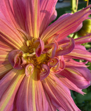 Load image into Gallery viewer, Omega