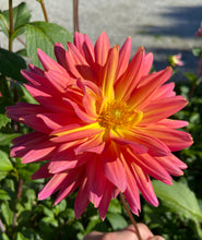 Load image into Gallery viewer, Omega