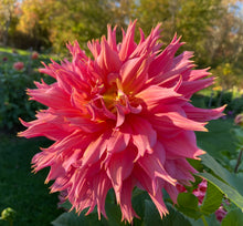 Load image into Gallery viewer, Omega