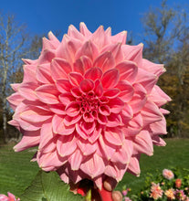 Load image into Gallery viewer, Otto's Thrill