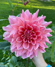 Load image into Gallery viewer, Otto's Thrill