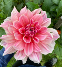 Load image into Gallery viewer, Otto's Thrill