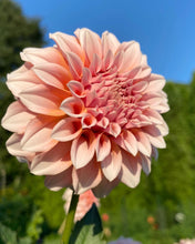 Load image into Gallery viewer, Peaches n' Cream