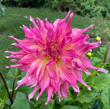 Load image into Gallery viewer, Penhill Watermelon