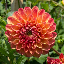 Load image into Gallery viewer, Robin Hood