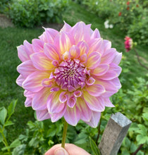 Load image into Gallery viewer, Strawberry Ice