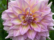 Load image into Gallery viewer, Strawberry Ice