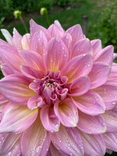 Load image into Gallery viewer, Strawberry Ice