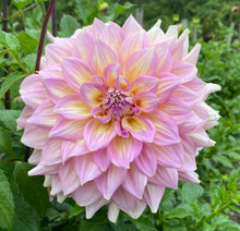 Load image into Gallery viewer, Strawberry Ice