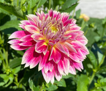 Load image into Gallery viewer, Temple of Beauty