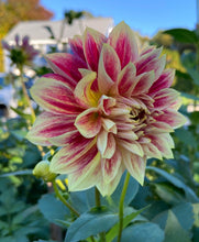 Load image into Gallery viewer, Temple of Beauty