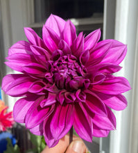 Load image into Gallery viewer, Thomas Edison