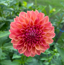 Load image into Gallery viewer, Triple Lee Dee