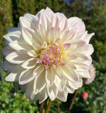 Load image into Gallery viewer, Who Me