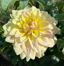 Load image into Gallery viewer, Wyn's New Pastel