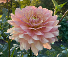 Load image into Gallery viewer, Wyn's New Pastel