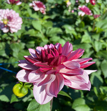 Load image into Gallery viewer, Creme de Cassis