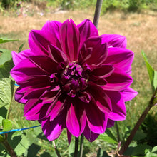 Load image into Gallery viewer, Thomas Edison