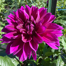 Load image into Gallery viewer, Thomas Edison