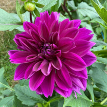 Load image into Gallery viewer, Thomas Edison