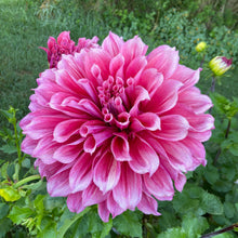 Load image into Gallery viewer, Emory Paul