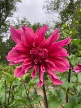 Load image into Gallery viewer, Emory Paul