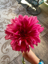 Load image into Gallery viewer, Emory Paul