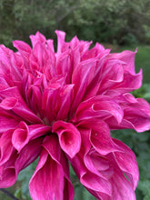 Load image into Gallery viewer, Emory Paul