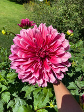 Load image into Gallery viewer, Emory Paul