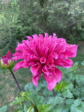 Load image into Gallery viewer, Emory Paul