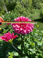 Load image into Gallery viewer, Emory Paul