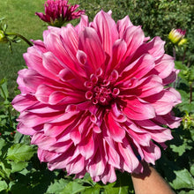 Load image into Gallery viewer, Emory Paul