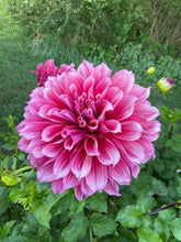 Load image into Gallery viewer, Emory Paul