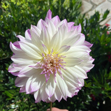 Load image into Gallery viewer, Ferncliff Illusion