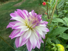 Load image into Gallery viewer, Ferncliff Illusion