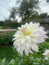 Load image into Gallery viewer, Ferncliff Illusion