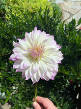 Load image into Gallery viewer, Ferncliff Illusion