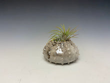 Load image into Gallery viewer, Mini White Crackle Raku Urchin Air Plant Vase
