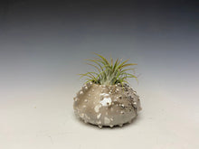 Load image into Gallery viewer, Mini White Crackle Raku Urchin Air Plant Vase